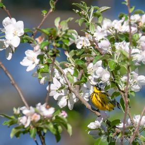 06  DQ585C-Magnolia-Warbler.jpg